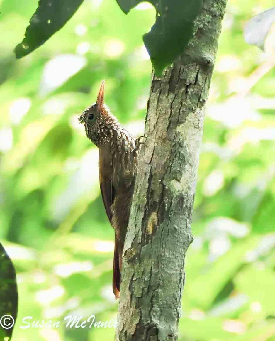 Striped Woodcreeper - ML623801422