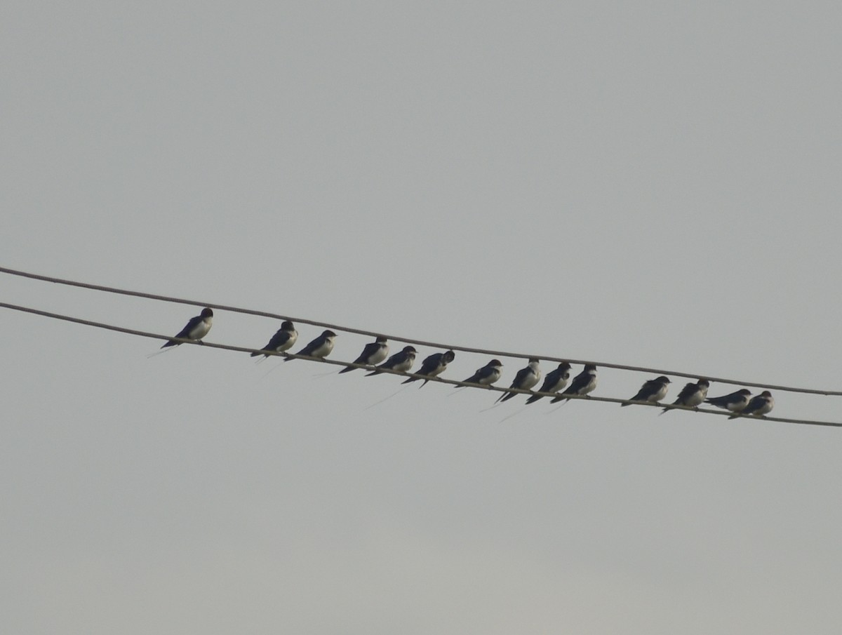 Wire-tailed Swallow - ML623801431