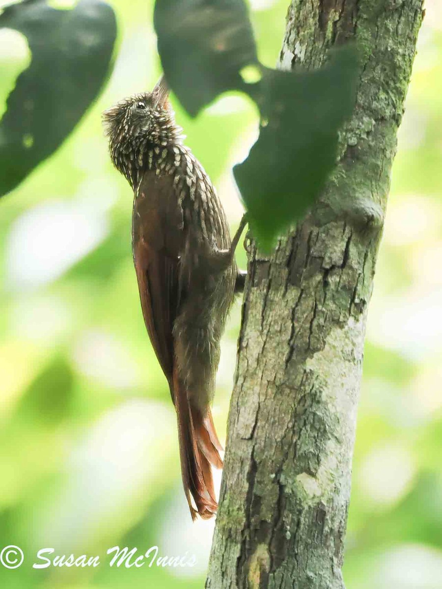 Striped Woodcreeper - ML623801433