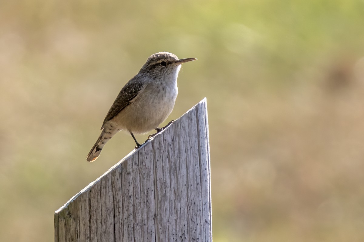 Rock Wren - ML623801436