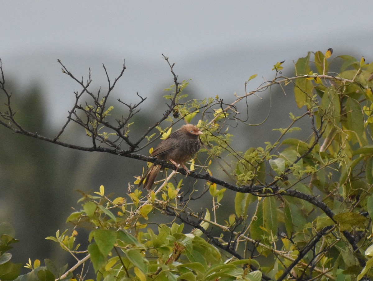 Yellow-billed Babbler - ML623801451