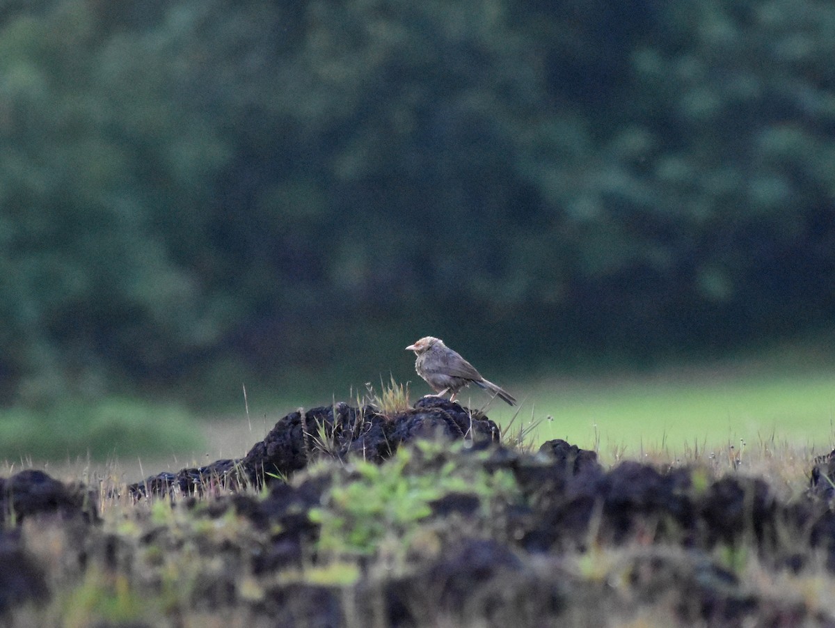 Yellow-billed Babbler - ML623801452