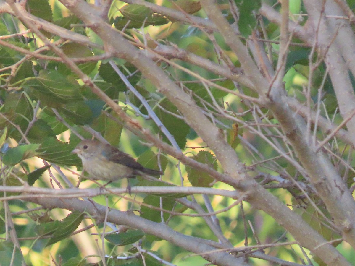 Indigo Bunting - ML623801467