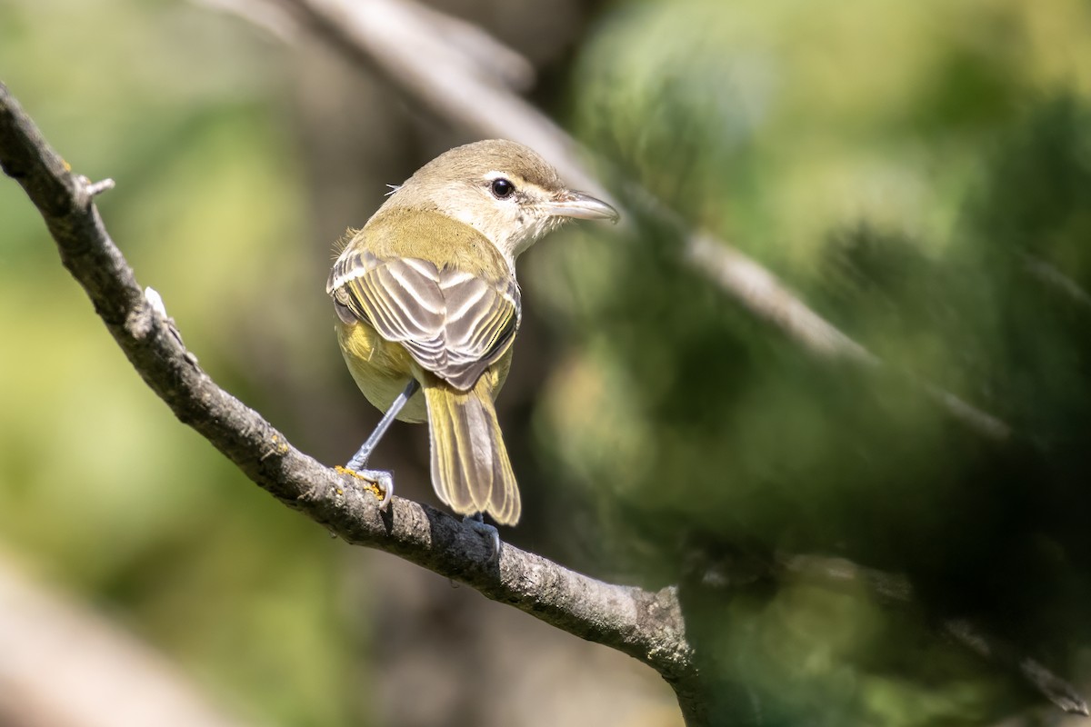 krattvireo (bellii/medius) - ML623801484