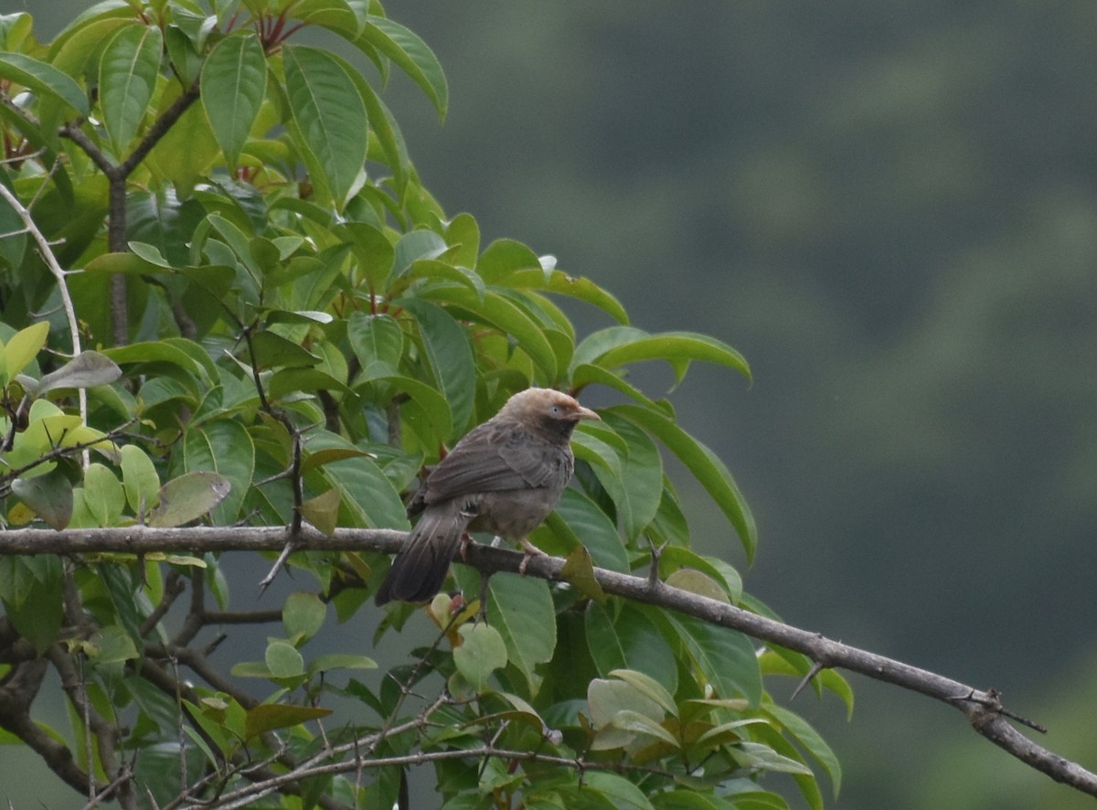 Yellow-billed Babbler - ML623801485