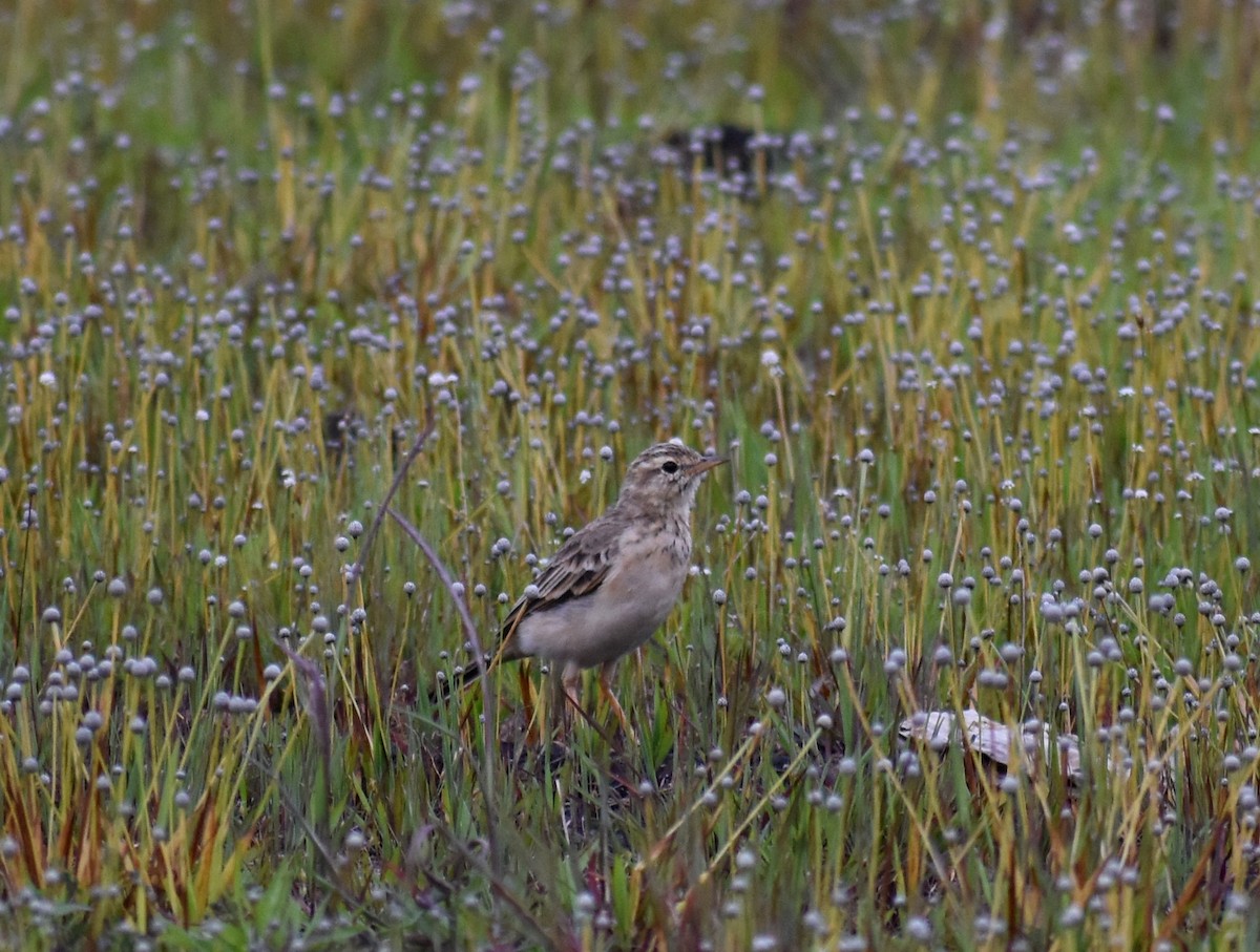 Paddyfield Pipit - ML623801515