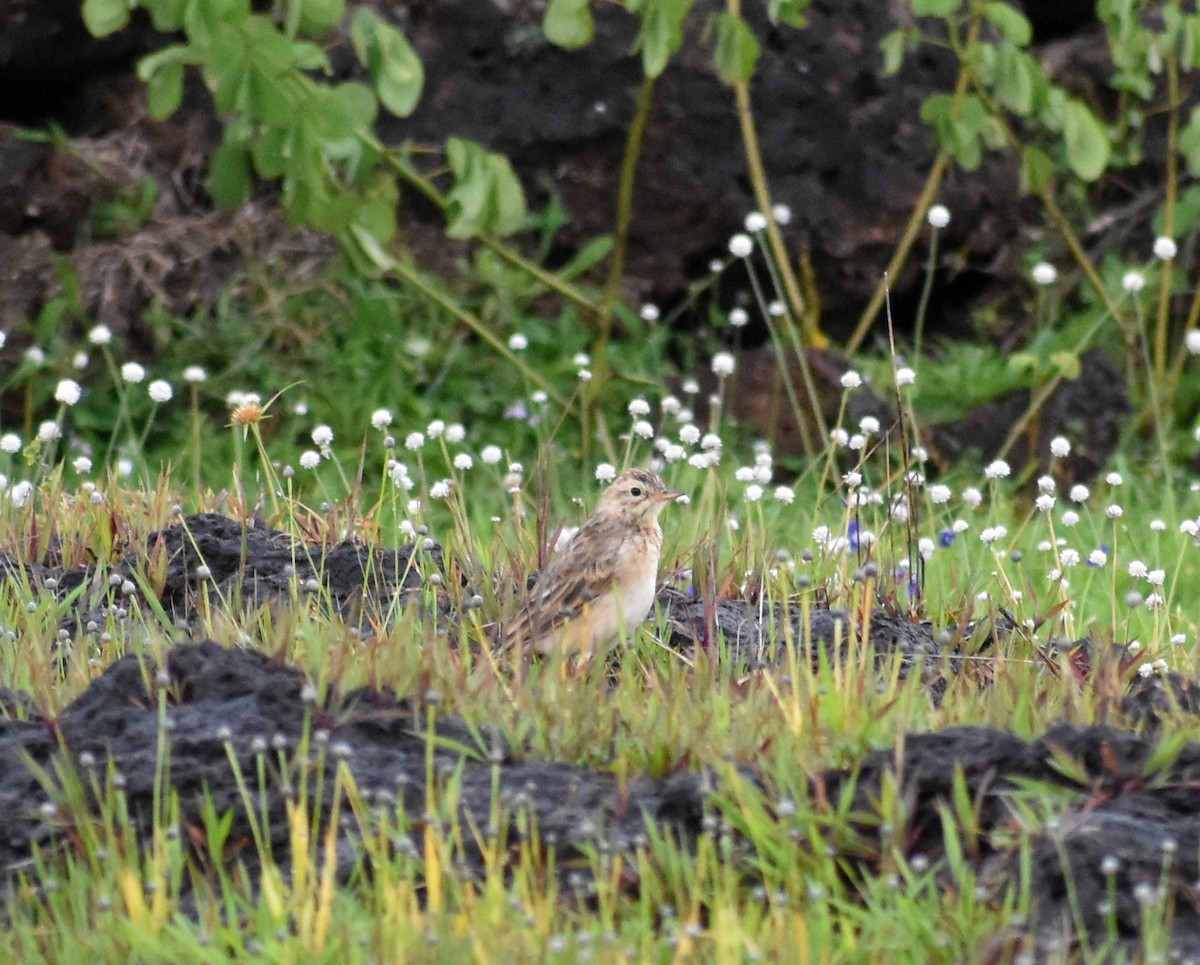 Paddyfield Pipit - ML623801516