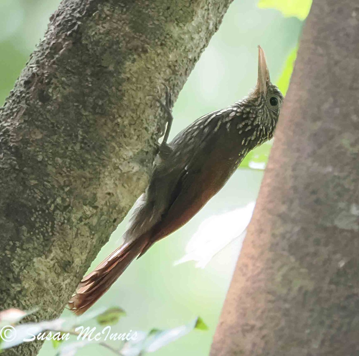 Striped Woodcreeper - ML623801539