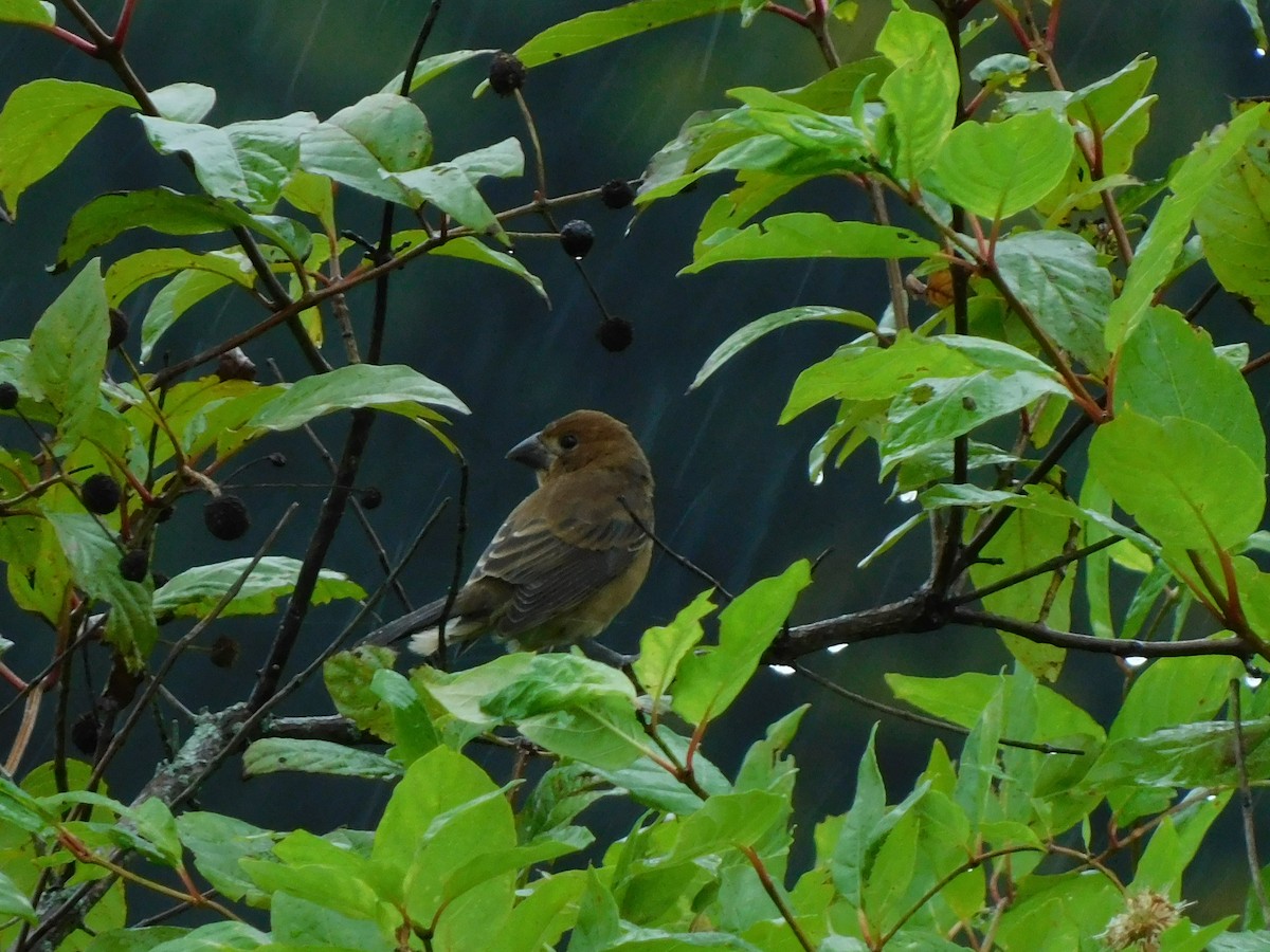 Blue Grosbeak - ML623801542