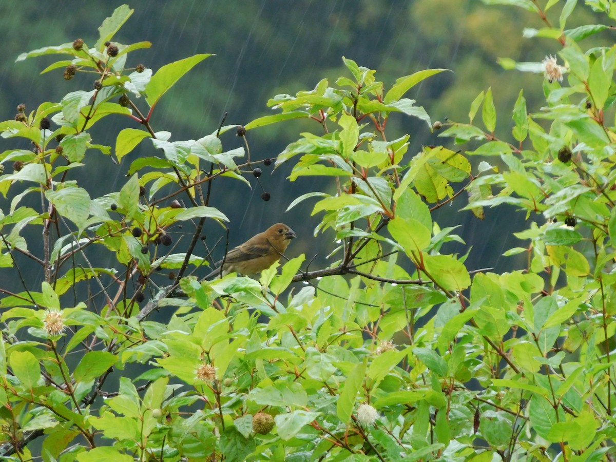 Blue Grosbeak - ML623801543