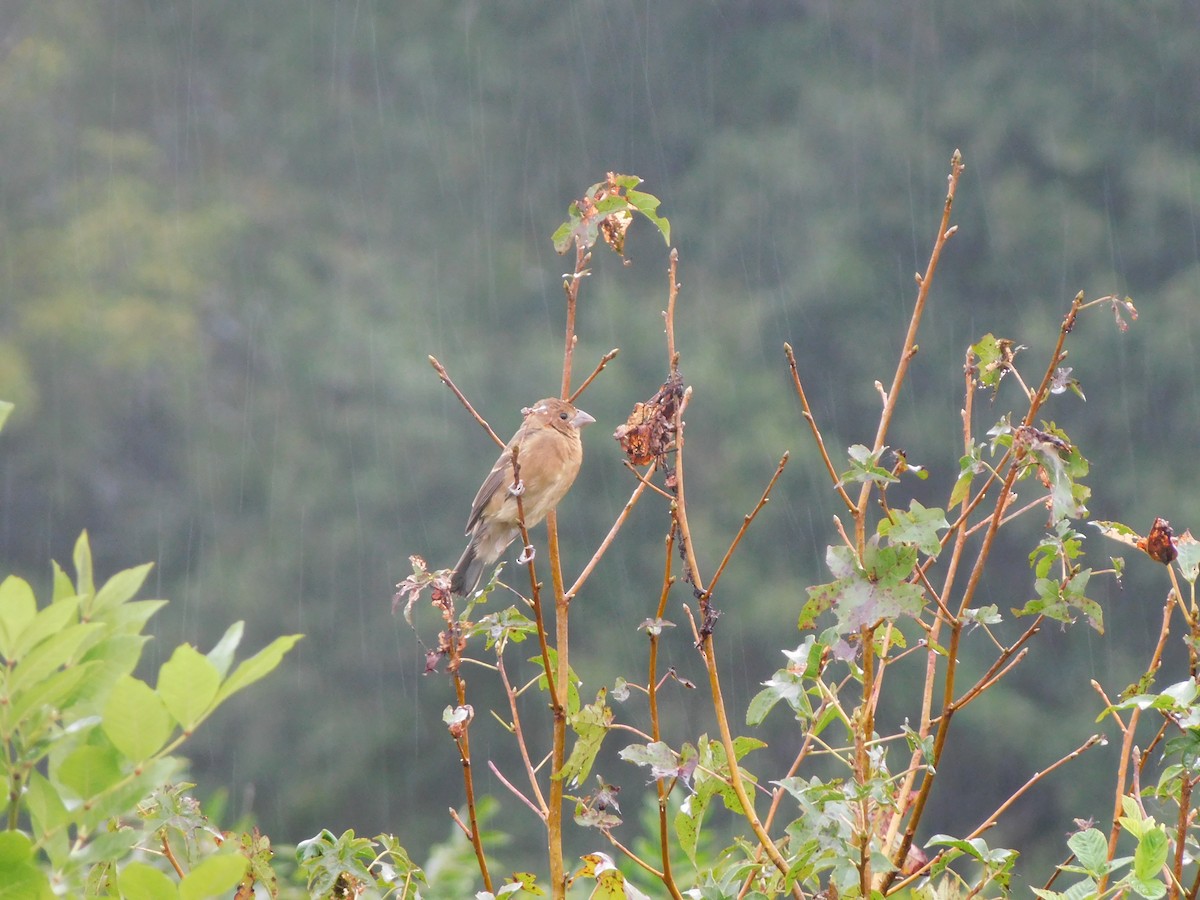 Blue Grosbeak - ML623801544