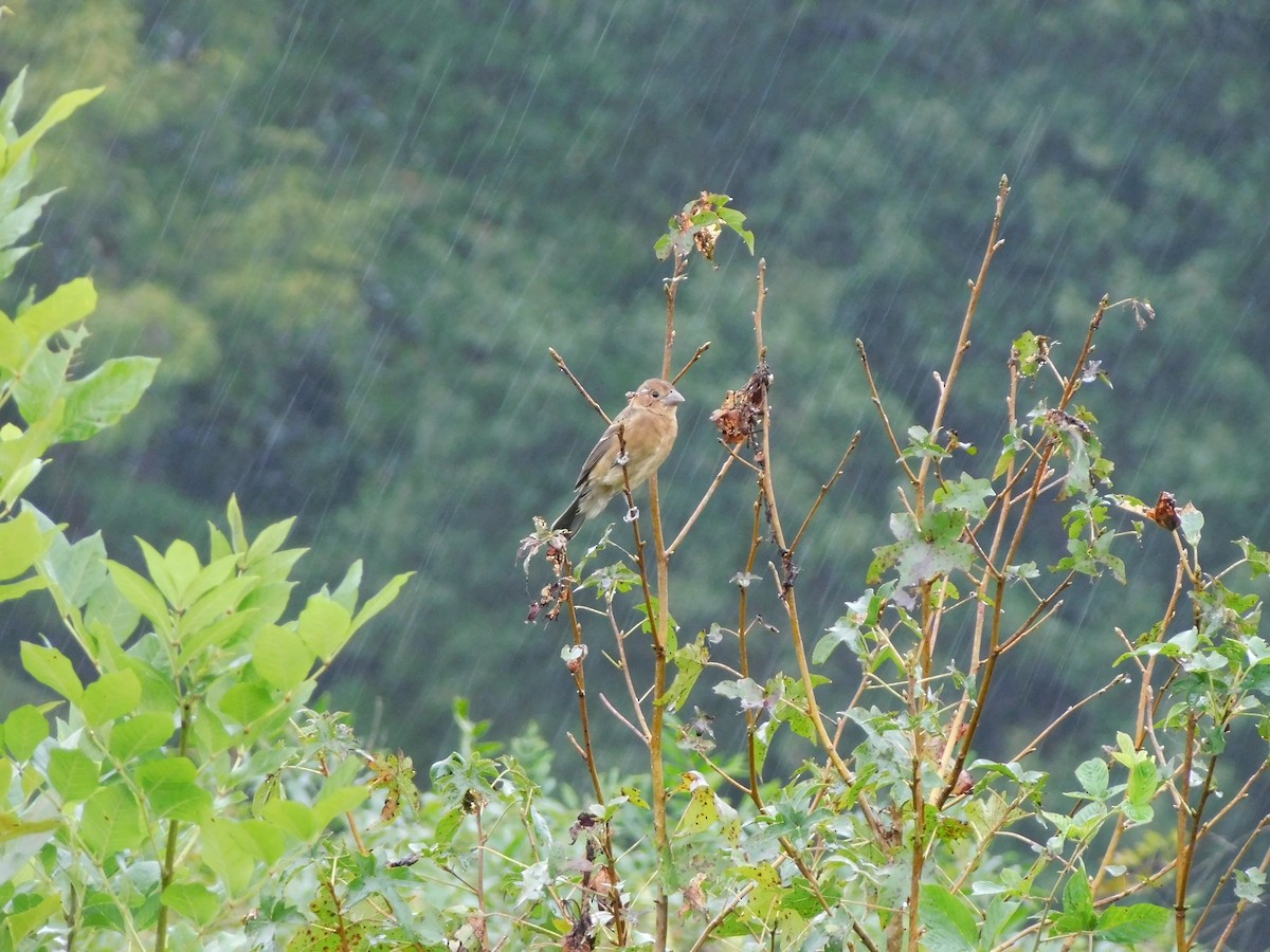 Blue Grosbeak - ML623801545