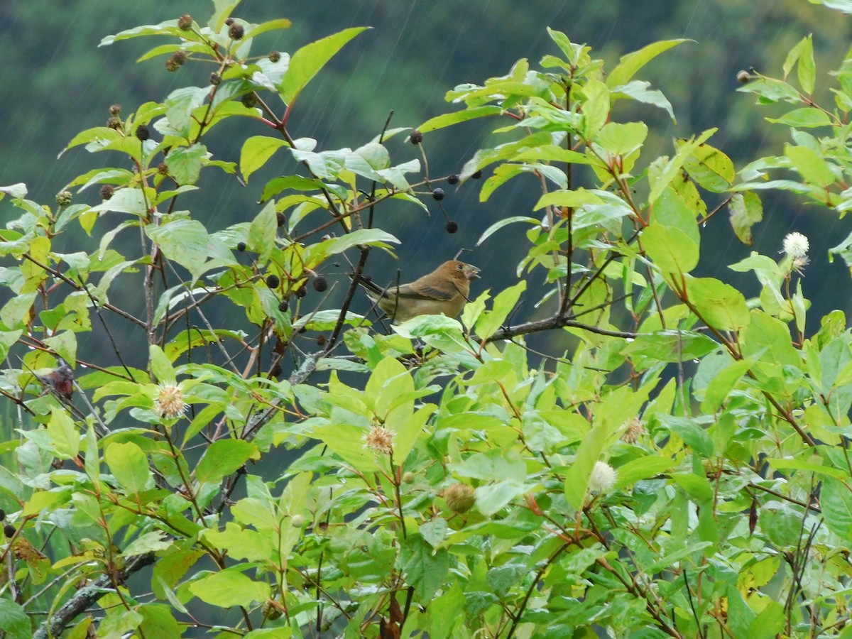 Blue Grosbeak - ML623801546