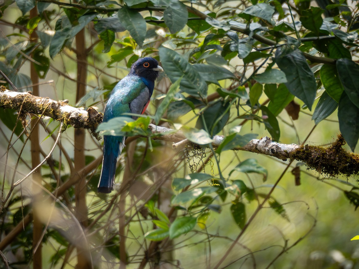 Surucua Trogon - ML623801566