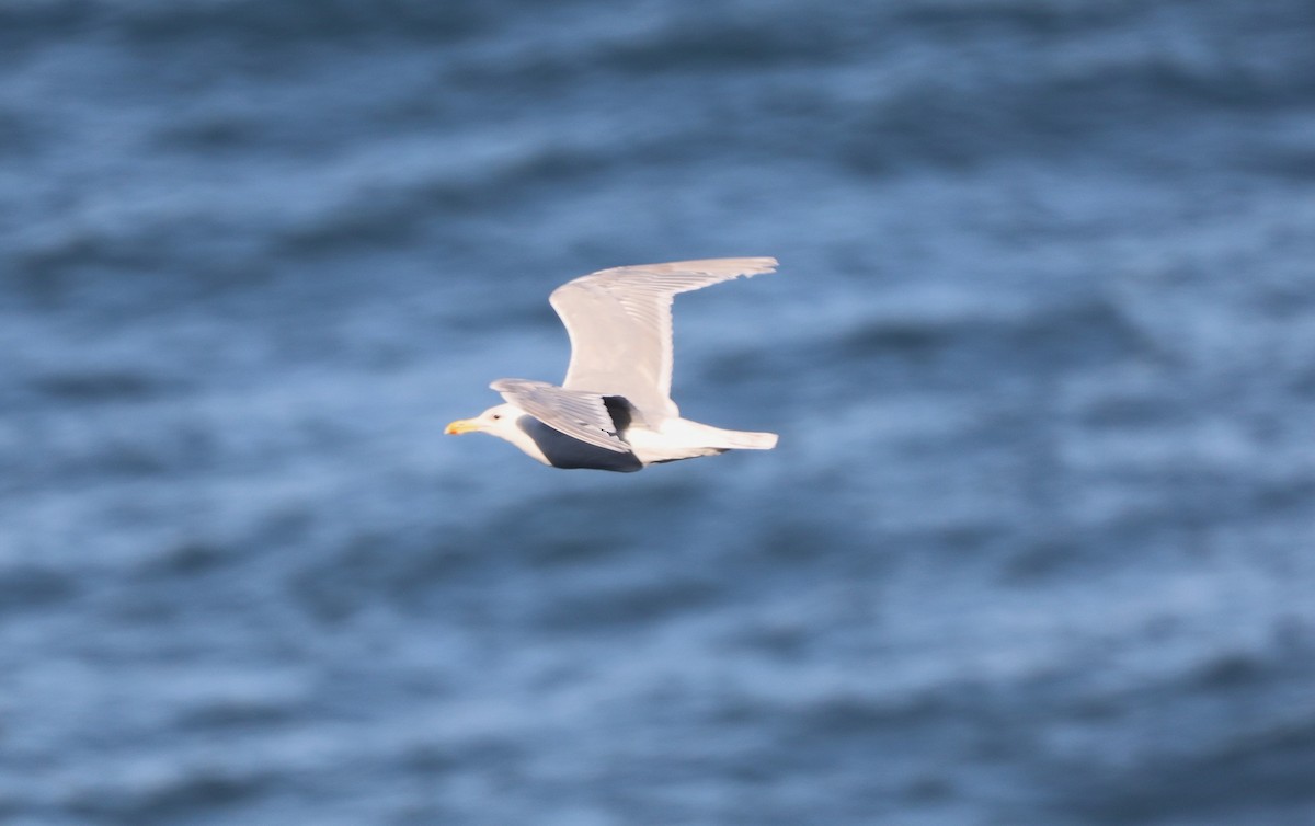 Glaucous-winged Gull - ML623801600