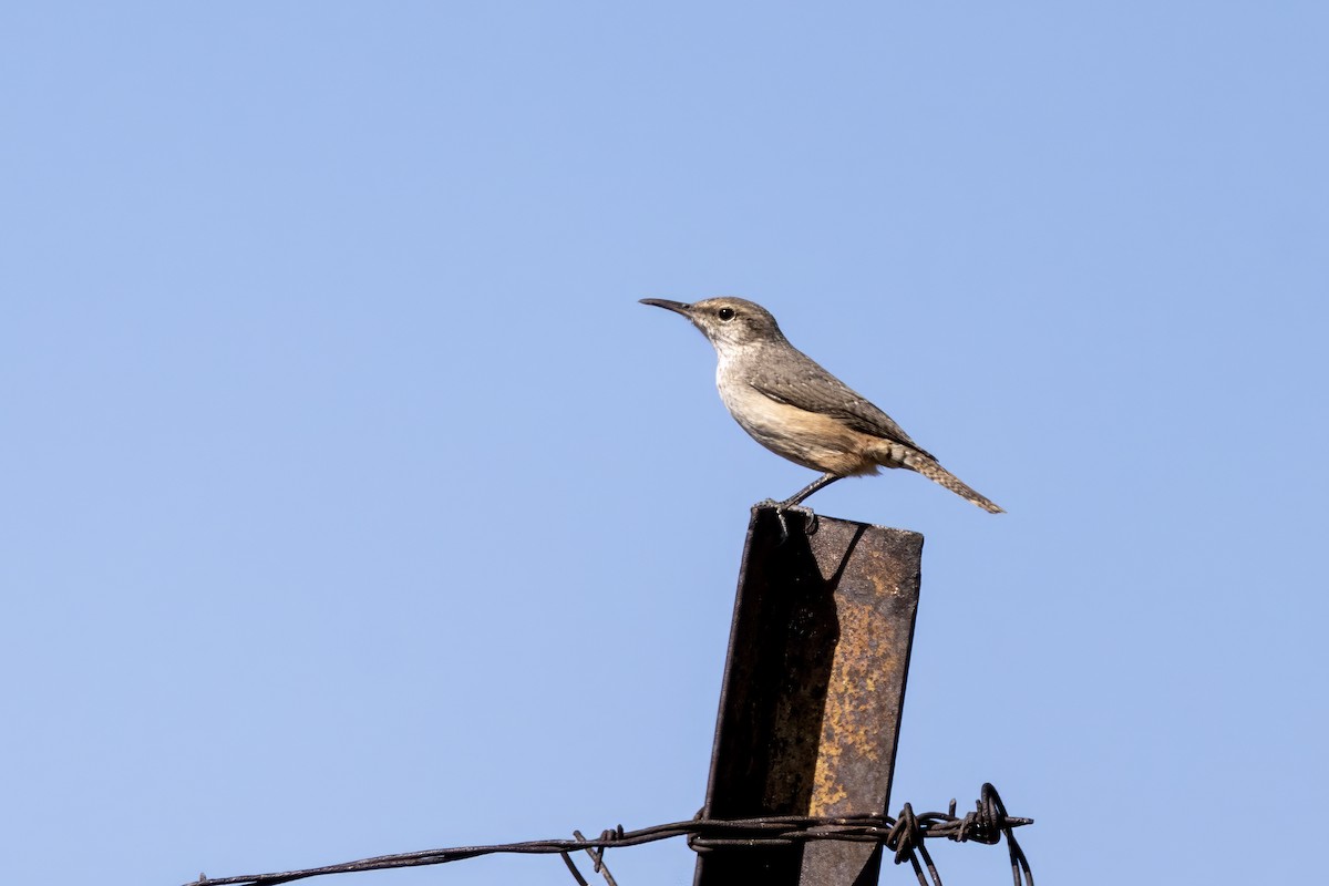 Rock Wren - Tommy Childers