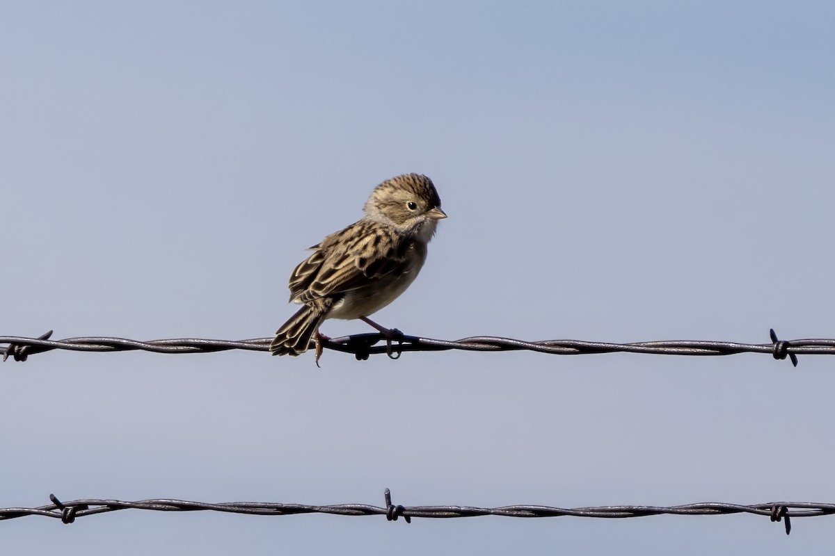 Brewer's Sparrow - ML623801639