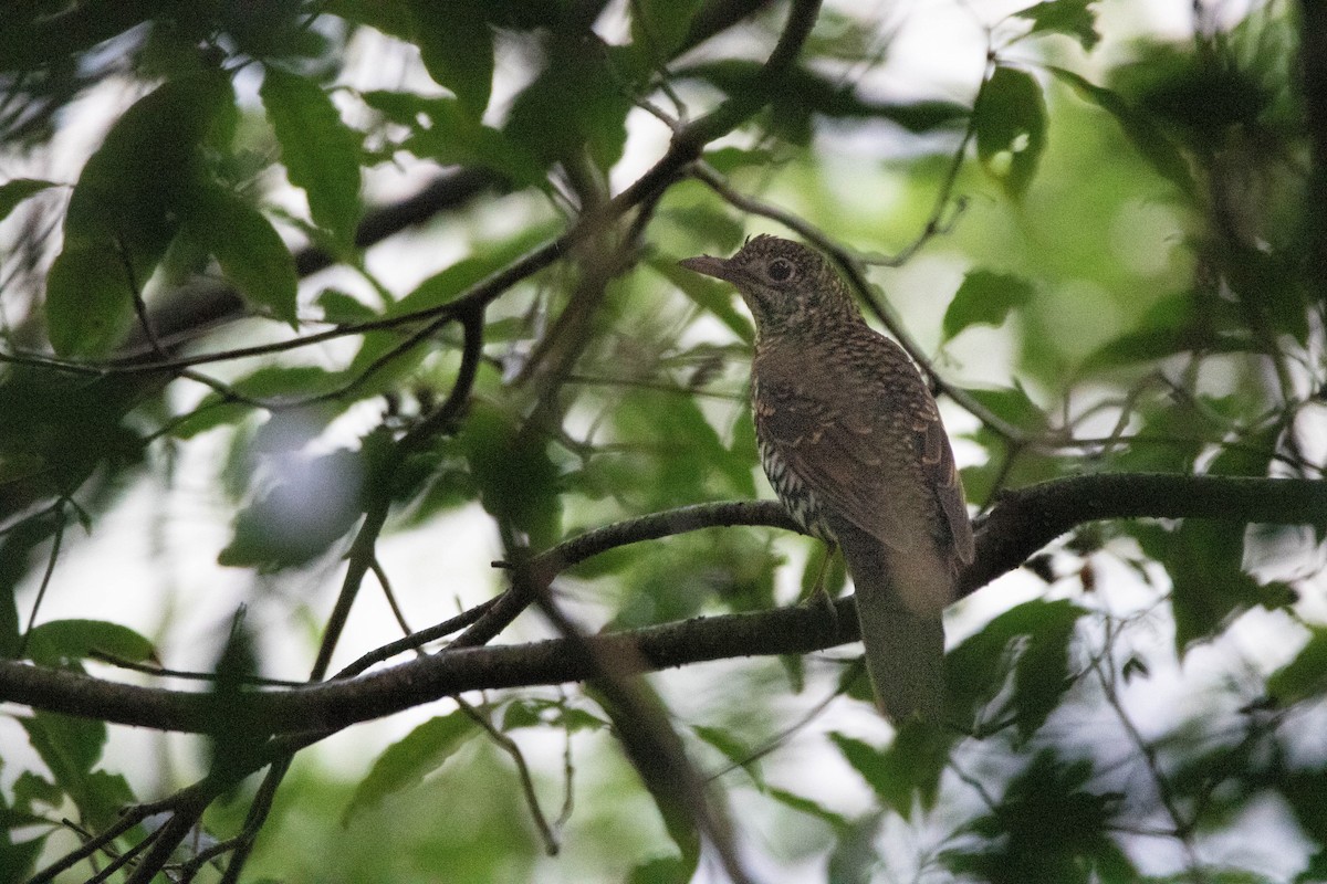 Bassian Thrush - ML623801641