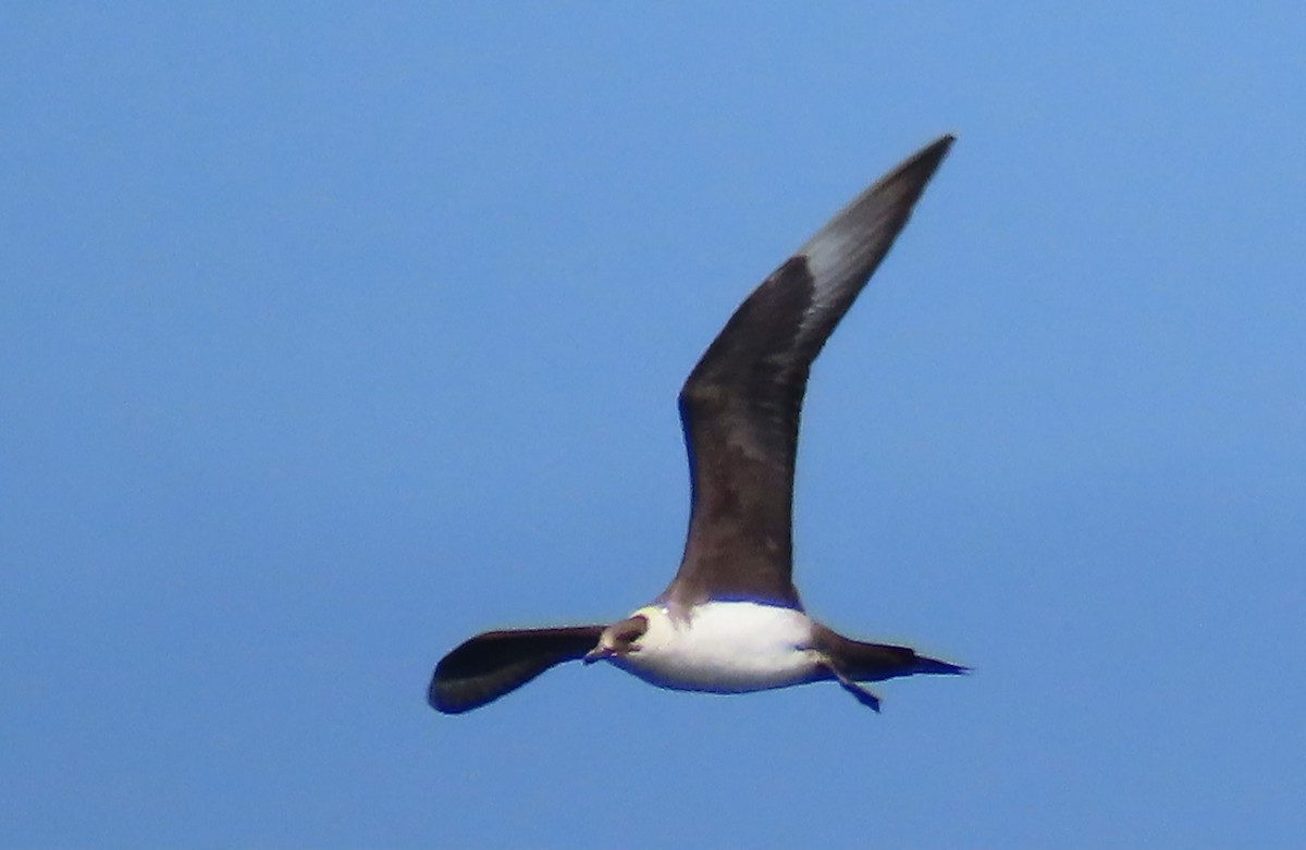 Parasitic Jaeger - Andrew Birch