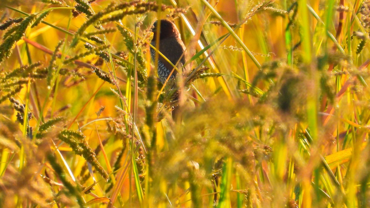 Scaly-breasted Munia - ML623801726