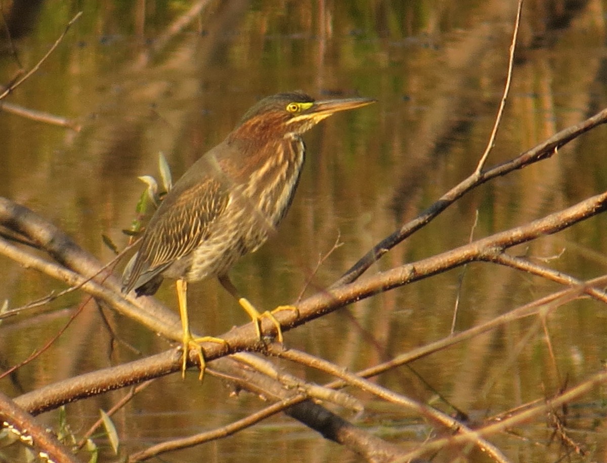 Green Heron - ML623801753