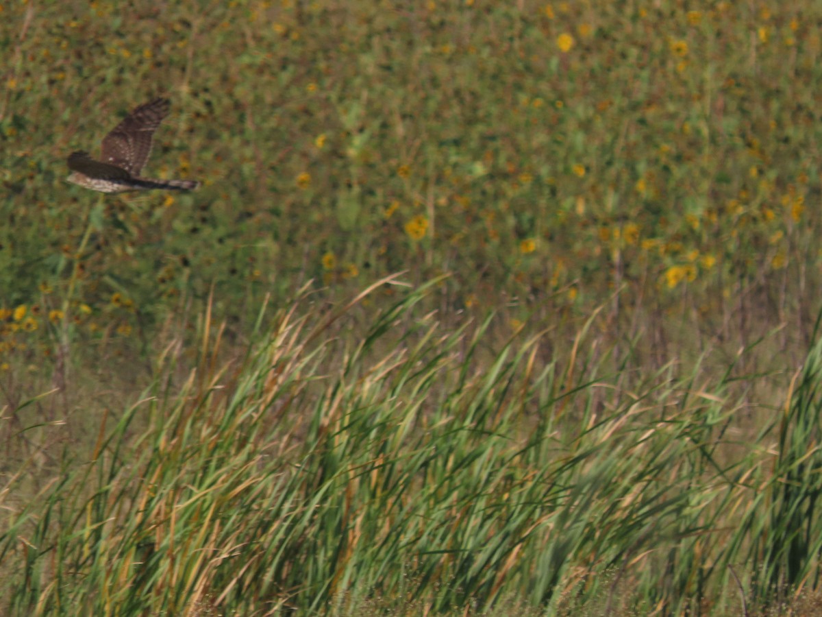 Cooper's Hawk - ML623801758