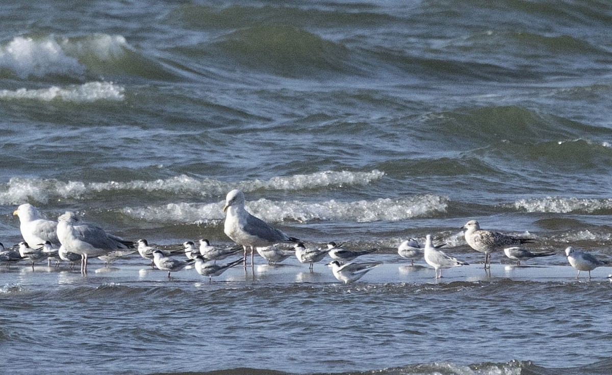 Gaviota Sombría - ML623801762