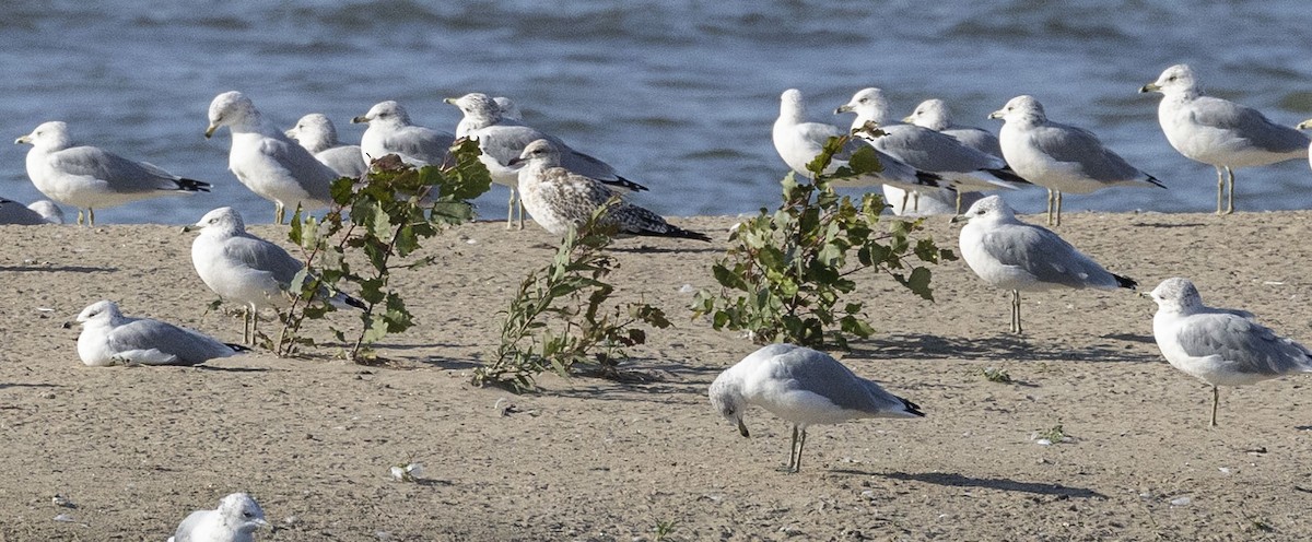 Gaviota Sombría - ML623801763