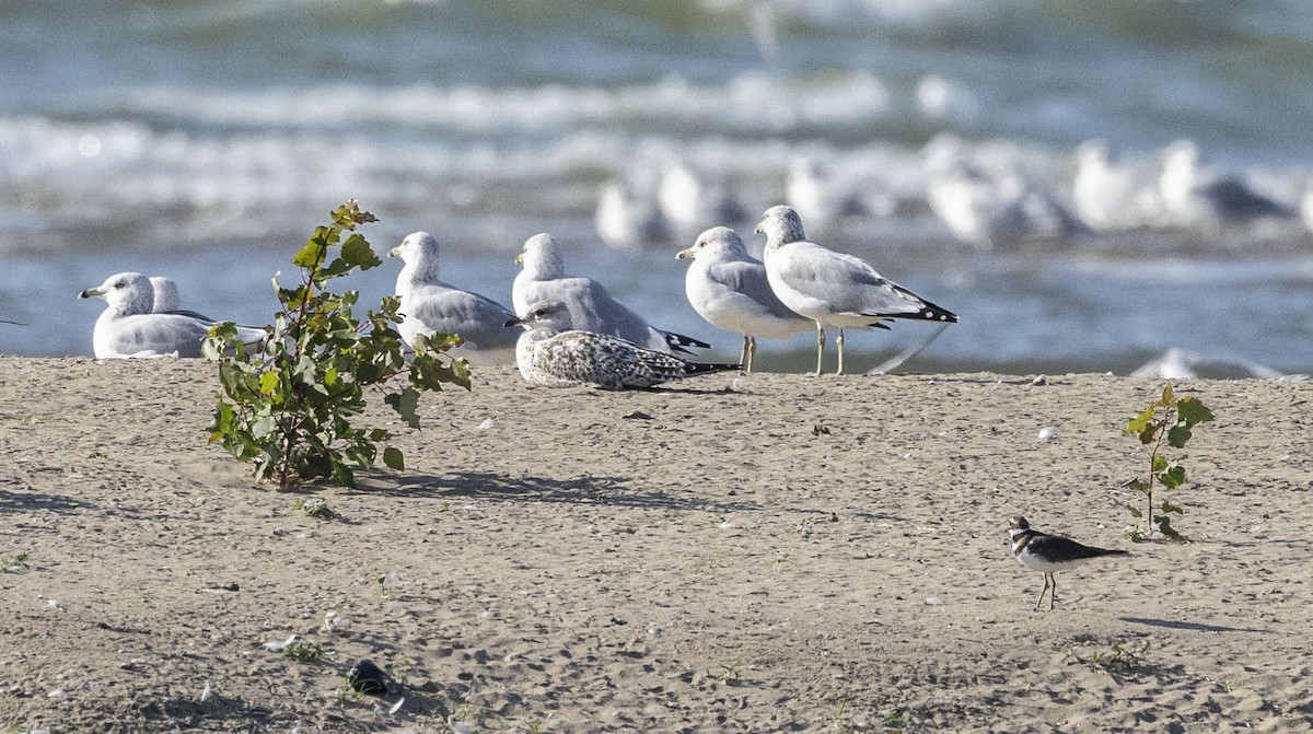 Lesser Black-backed Gull - Mike Austin