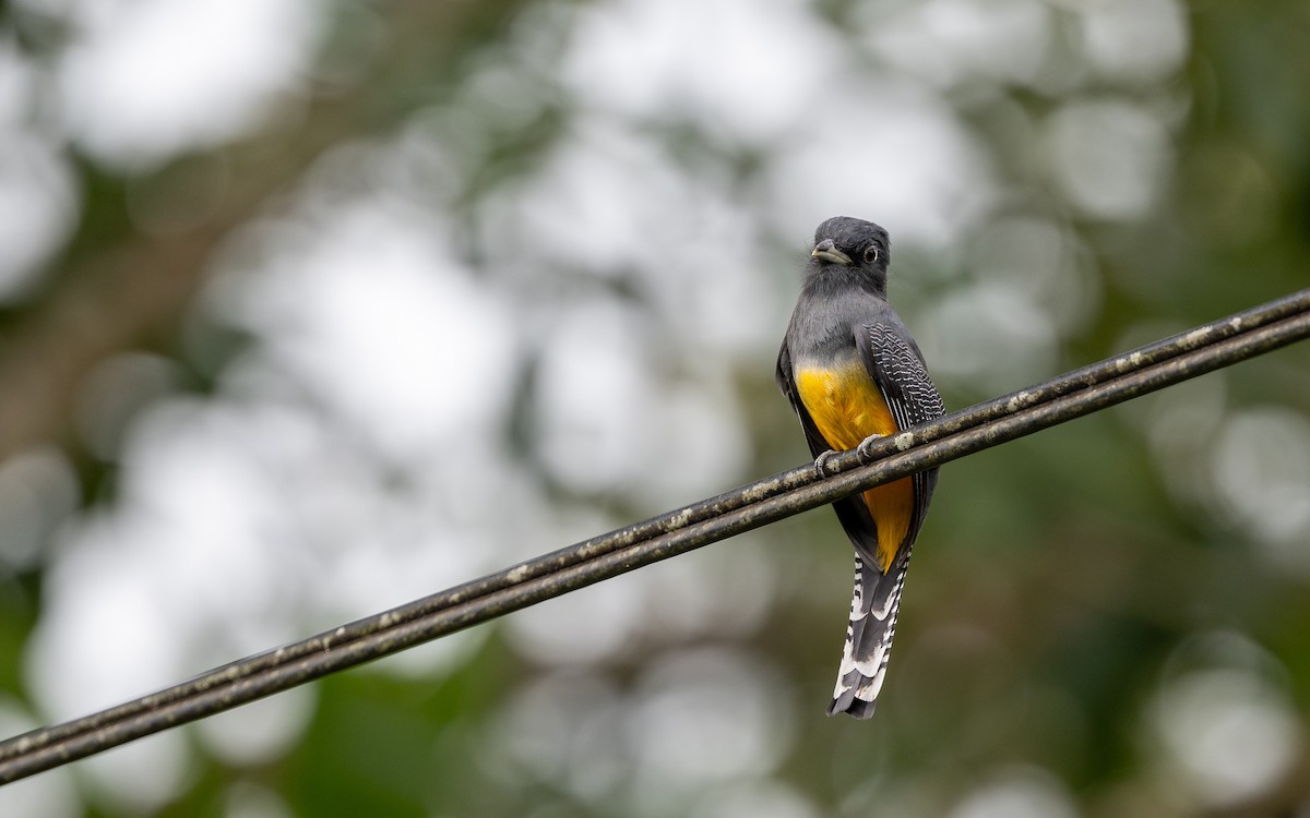 Gartered Trogon - Serge Horellou