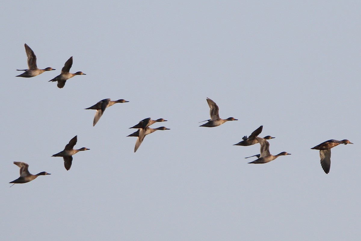 Northern Pintail - ML623801799