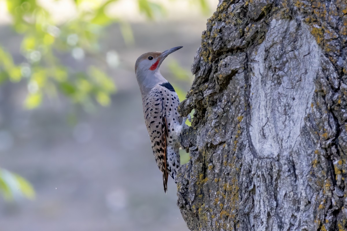 Northern Flicker (Red-shafted) - ML623801823