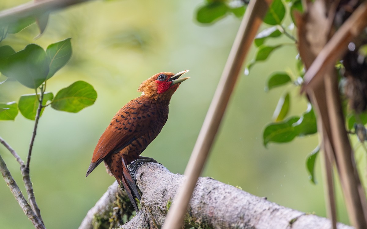 Chestnut-colored Woodpecker - ML623801834