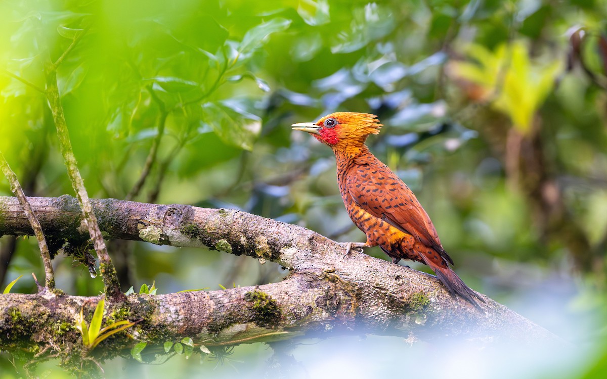 Chestnut-colored Woodpecker - ML623801836