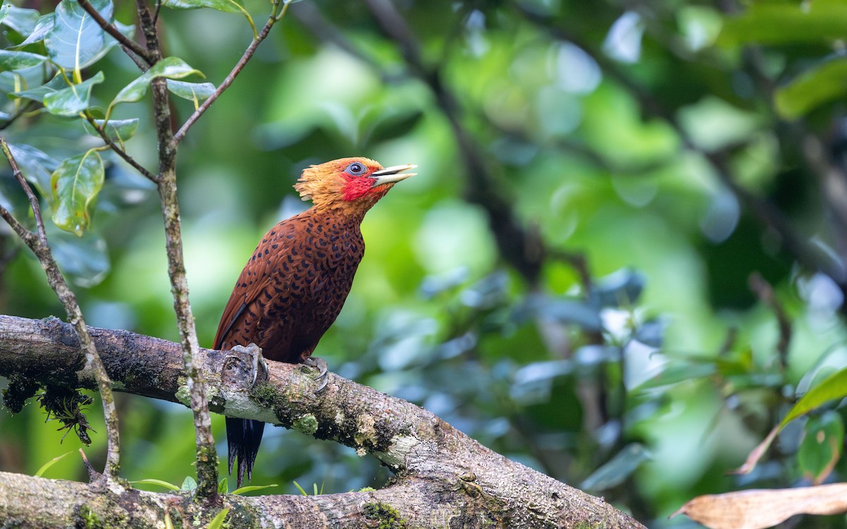 Chestnut-colored Woodpecker - ML623801841