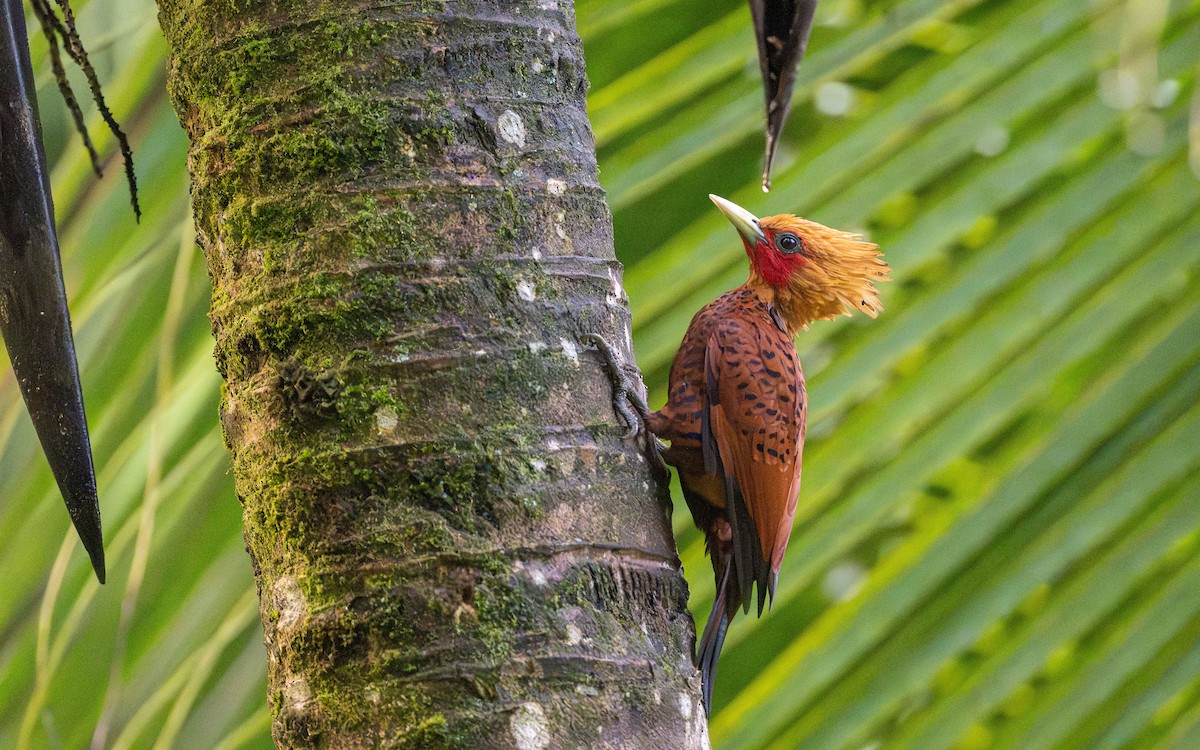 Chestnut-colored Woodpecker - Serge Horellou