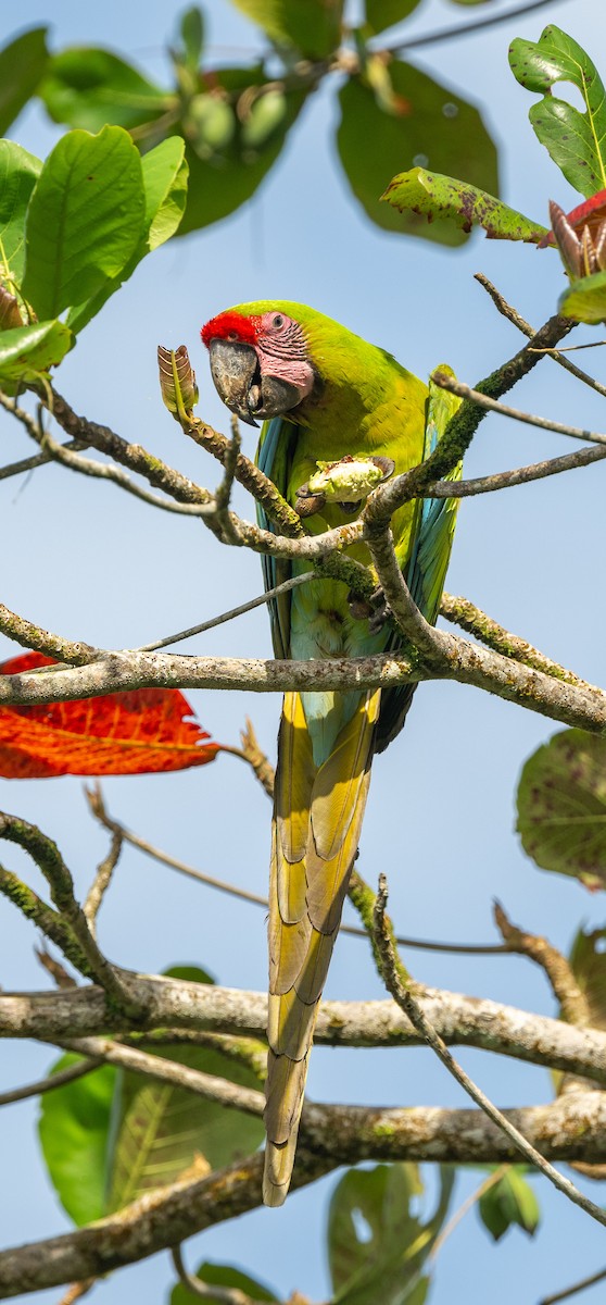 Great Green Macaw - ML623801860