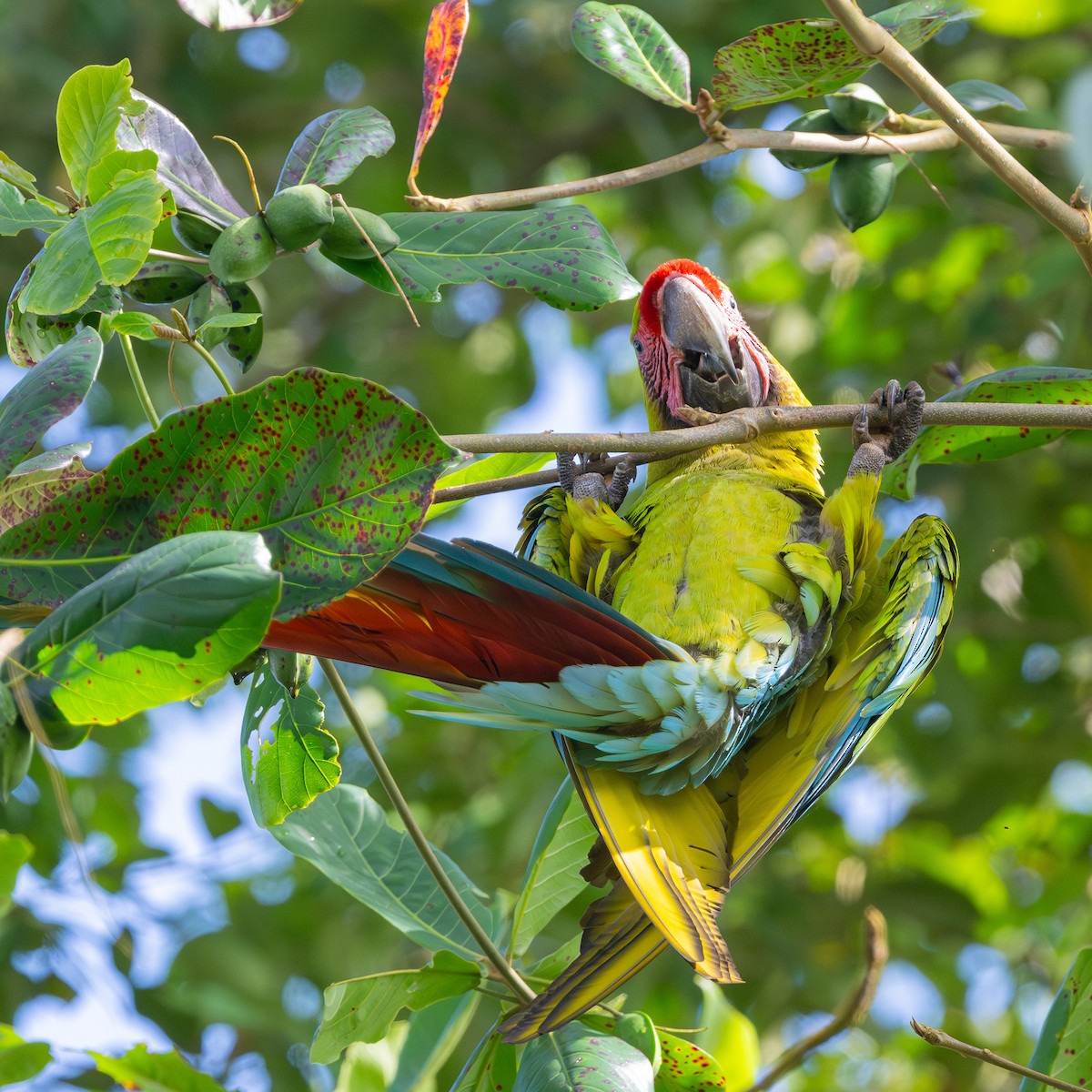 Great Green Macaw - ML623801872