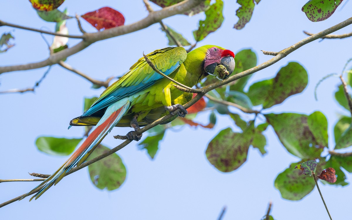 Great Green Macaw - ML623801882