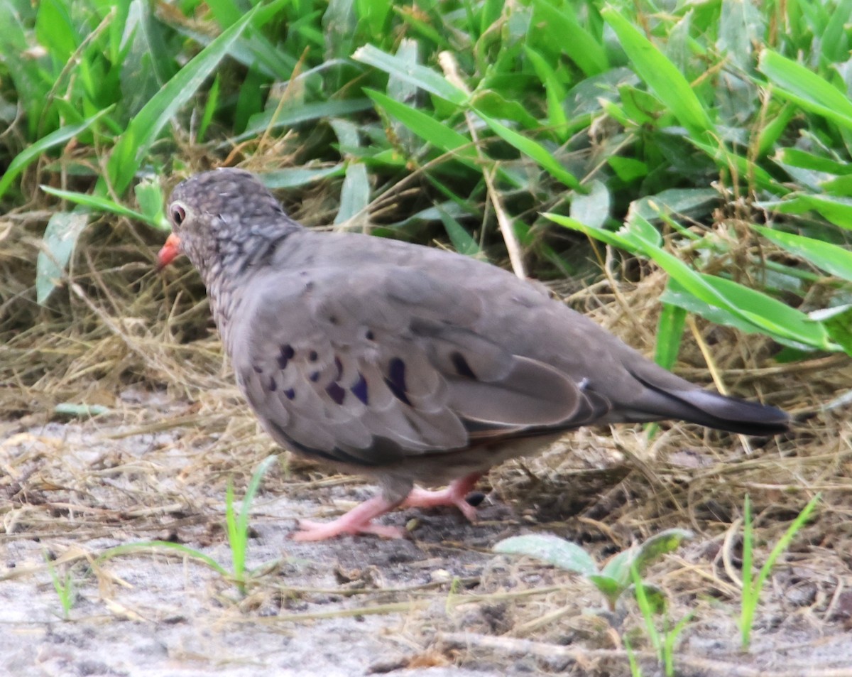 Common Ground Dove - ML623801884