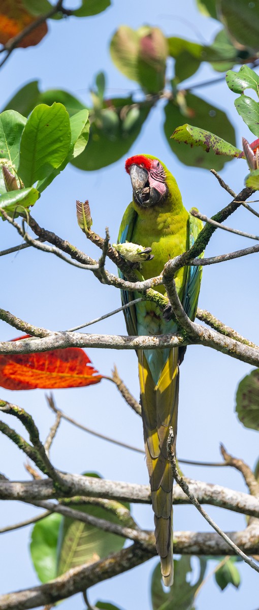 Great Green Macaw - ML623801888