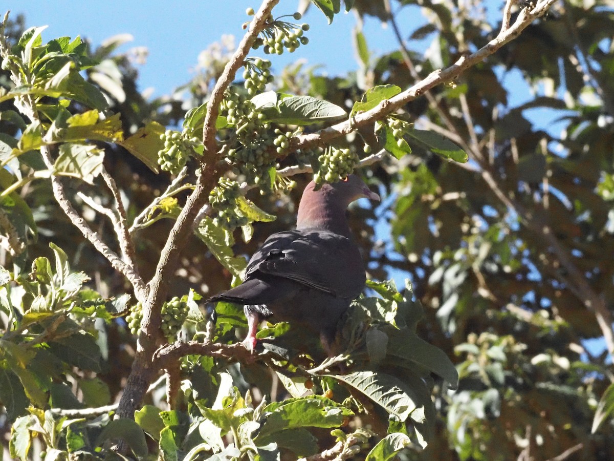 Red-billed Pigeon - Guillermo Parral Aguilar