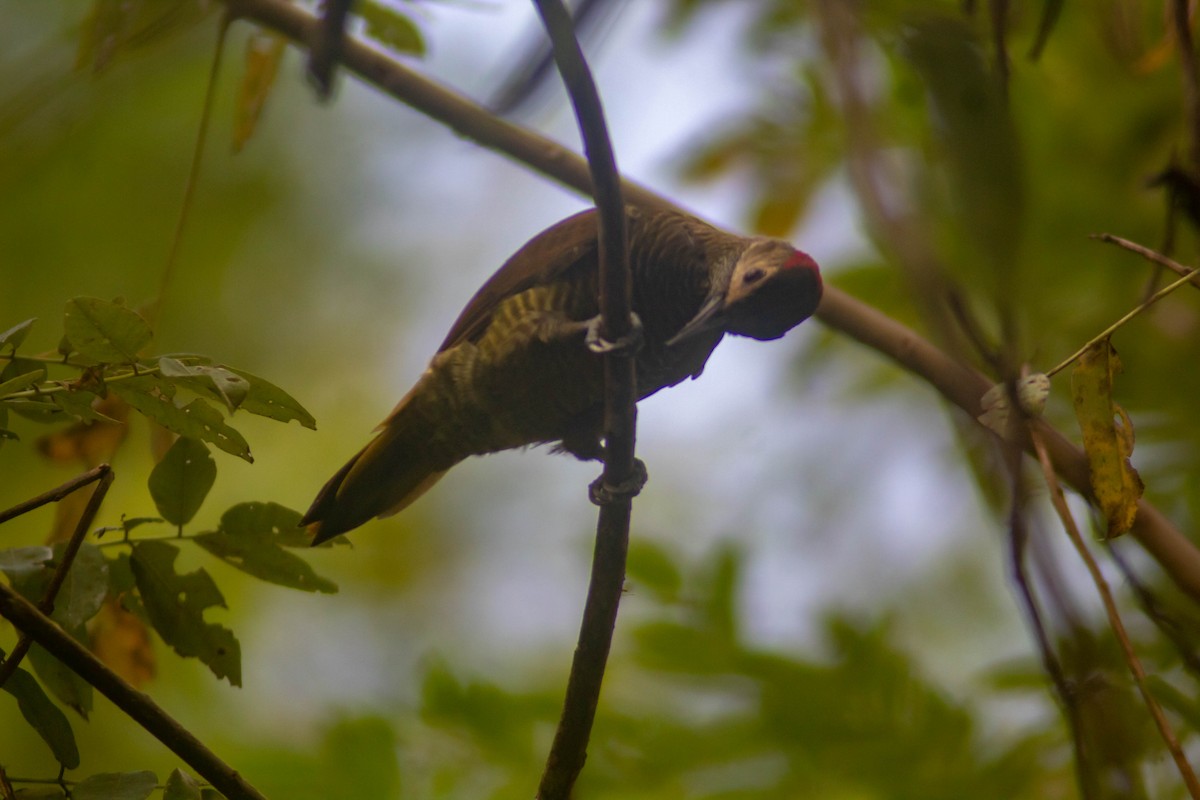 Golden-olive Woodpecker - ML623801914