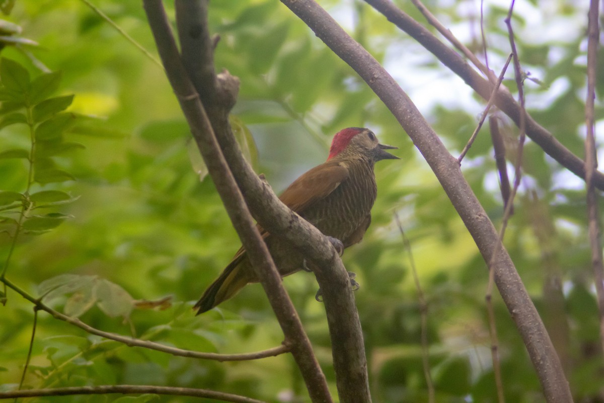 Golden-olive Woodpecker - ML623801916