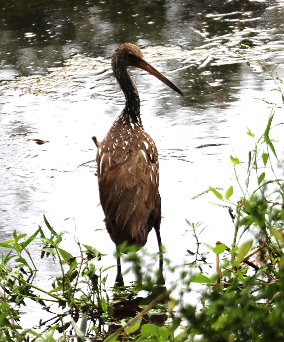 Limpkin - ML623801920