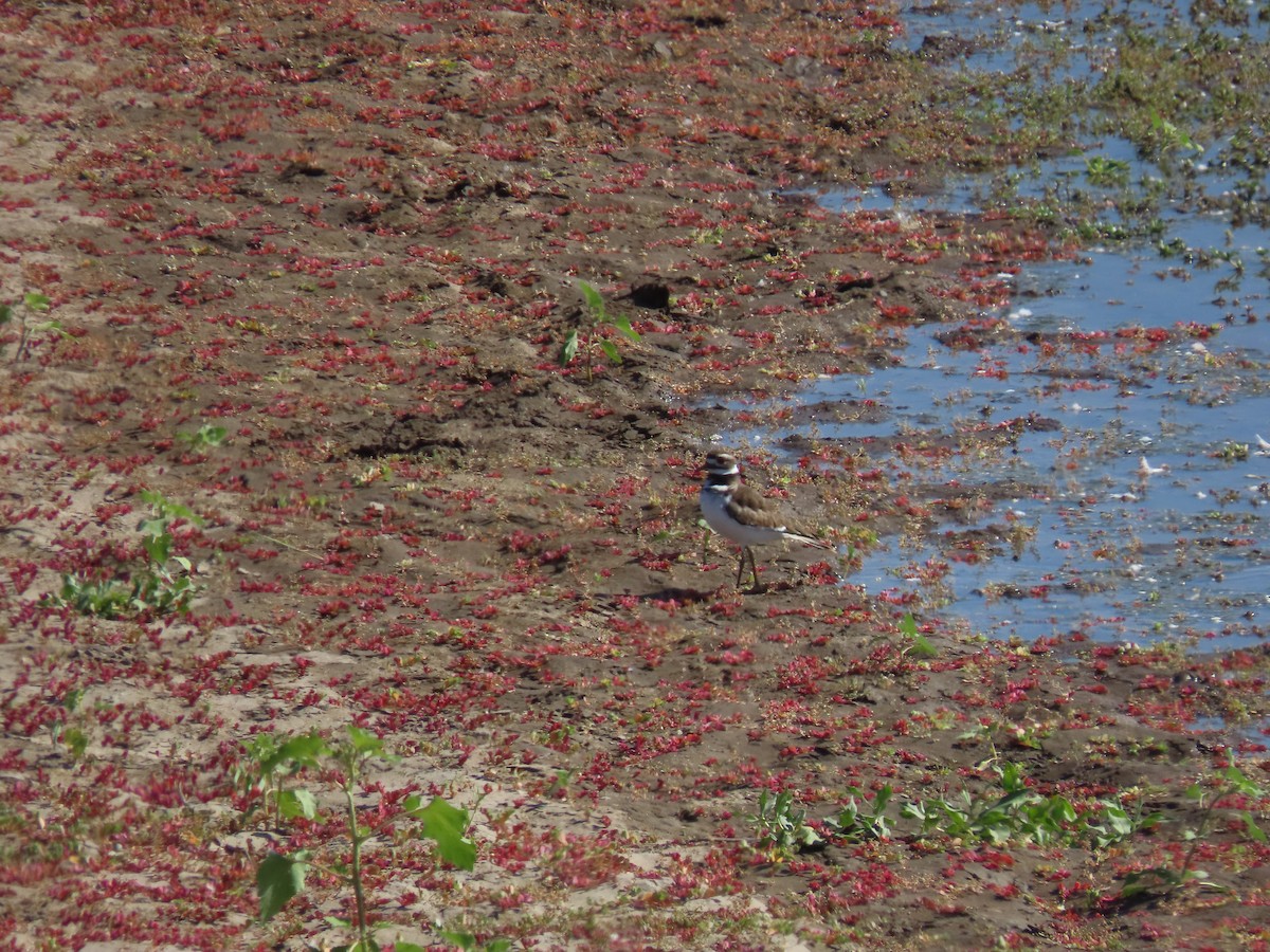 Killdeer - ML623801925