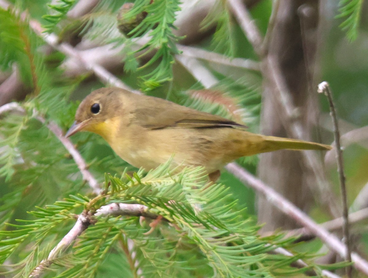 Common Yellowthroat - Alan Shapiro