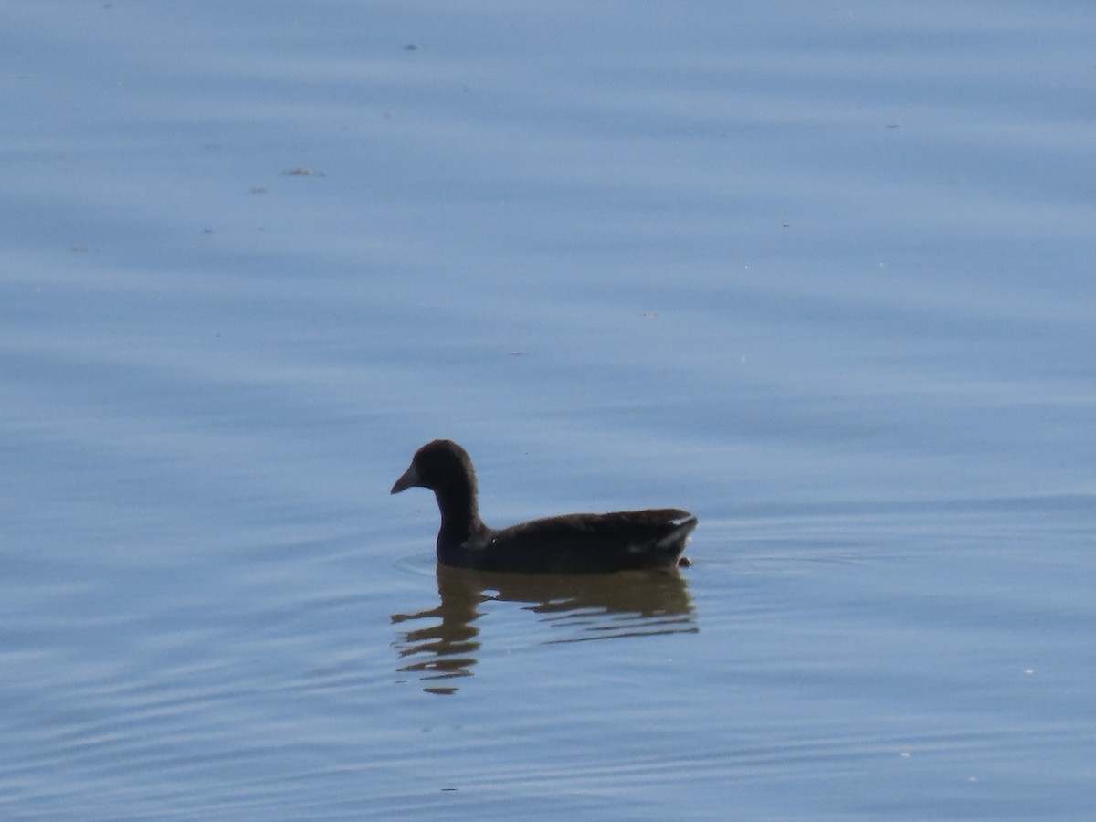American Coot - ML623801939