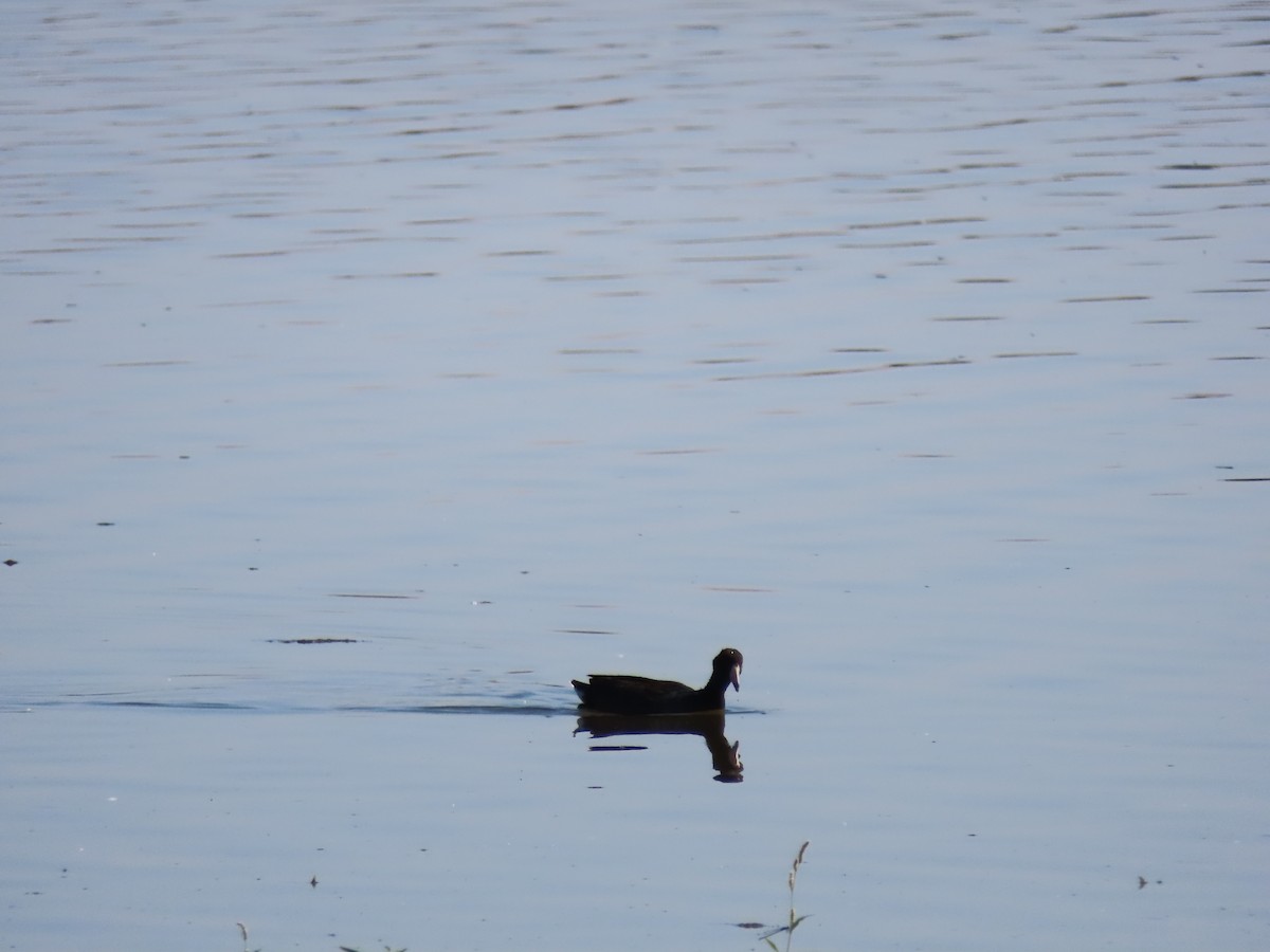 American Coot - ML623801940