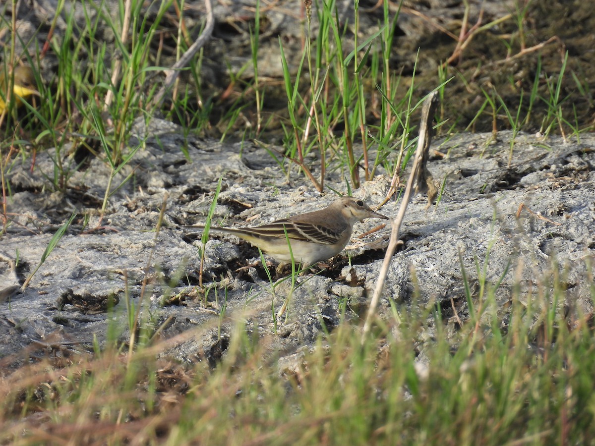 Western Yellow Wagtail - Carmel Ravid